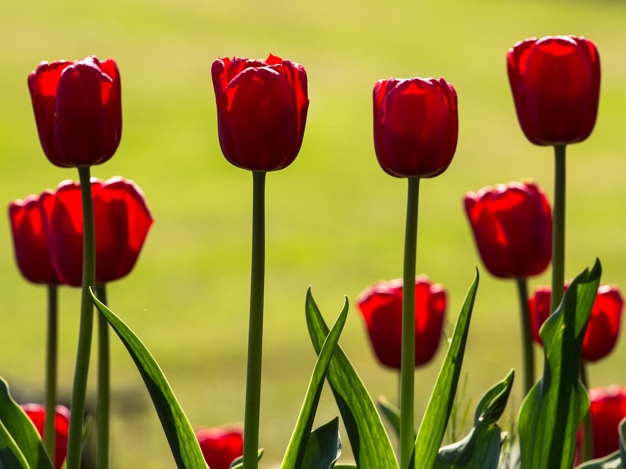 tulips spring light free photo