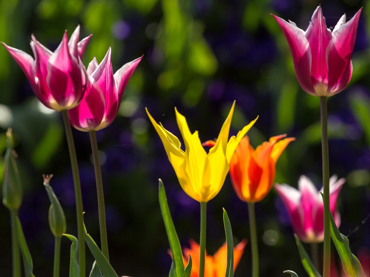 tulips spring light free photo