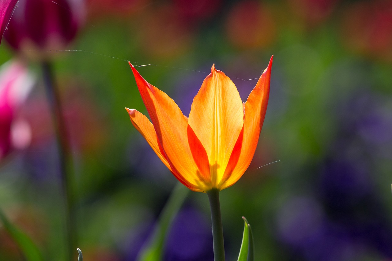 tulips spring light free photo