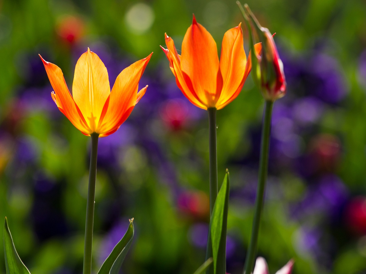 tulips spring light free photo