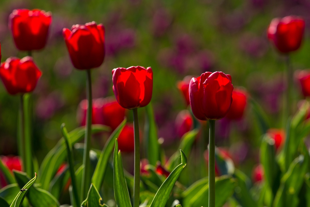 tulips spring light free photo