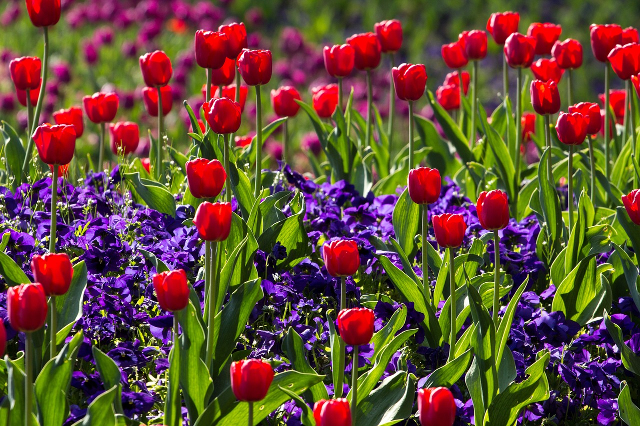 tulips spring light free photo