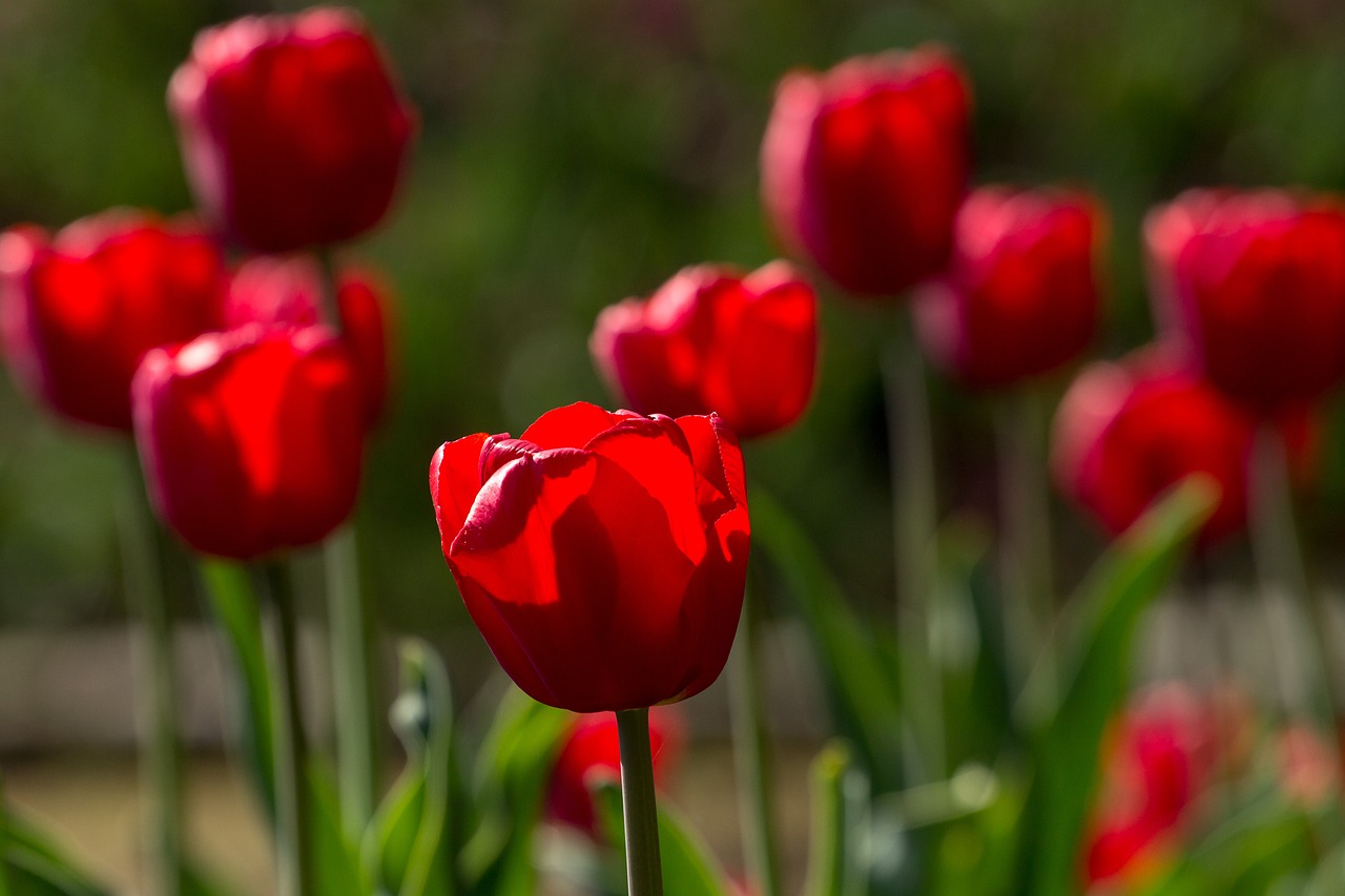 tulips spring light free photo