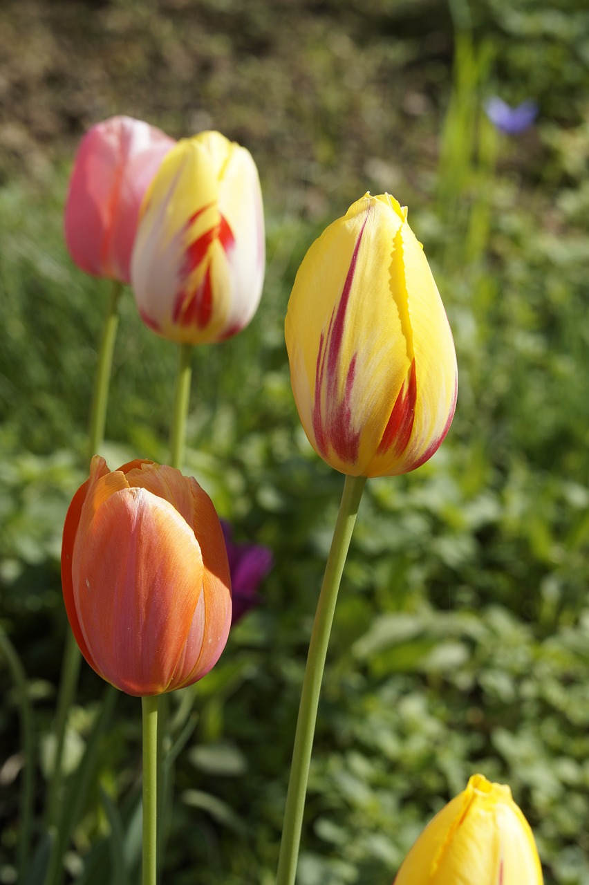 tulips garden cut flowers free photo