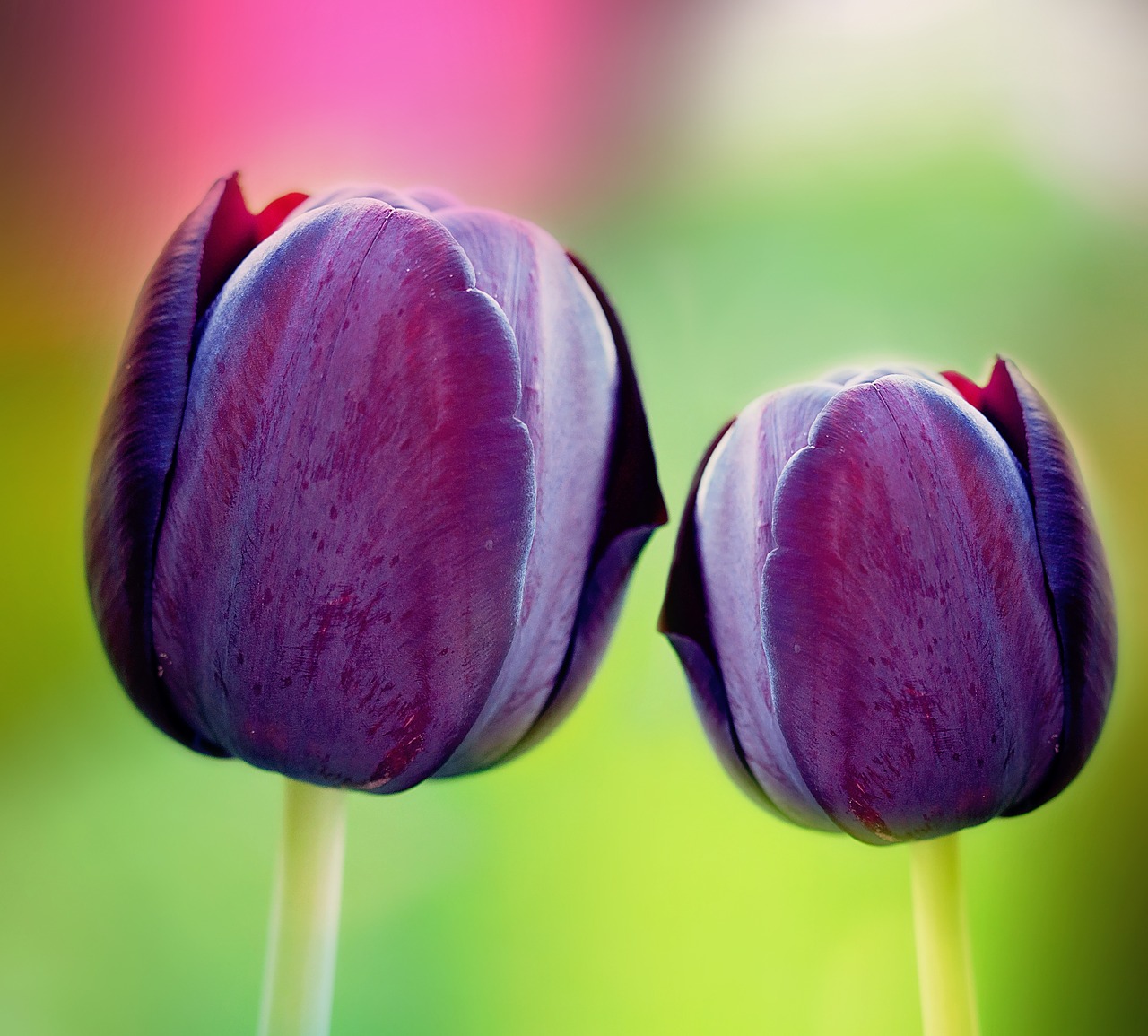 tulips violet purple free photo