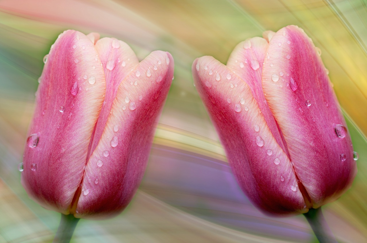 tulips flowers pink free photo