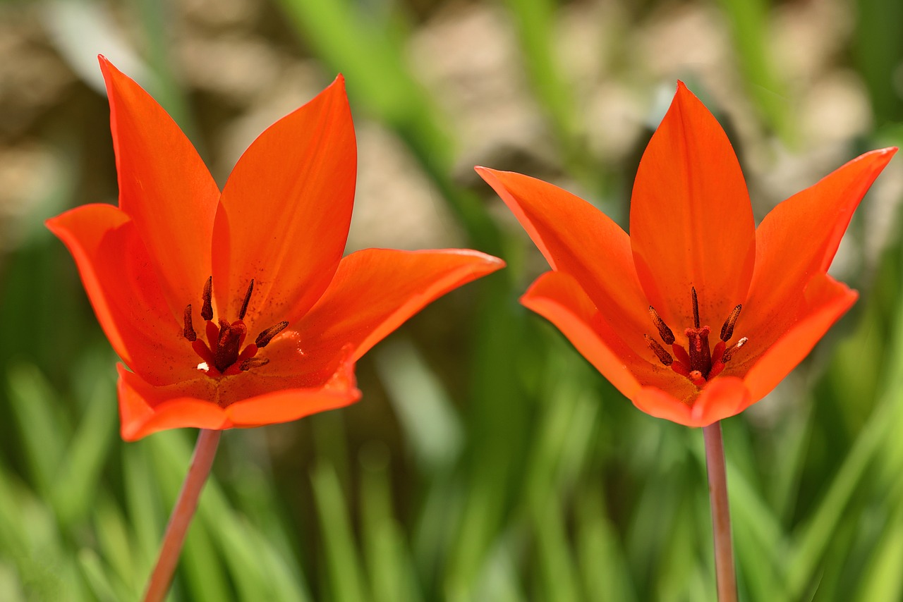 tulips star tulips red flowers free photo