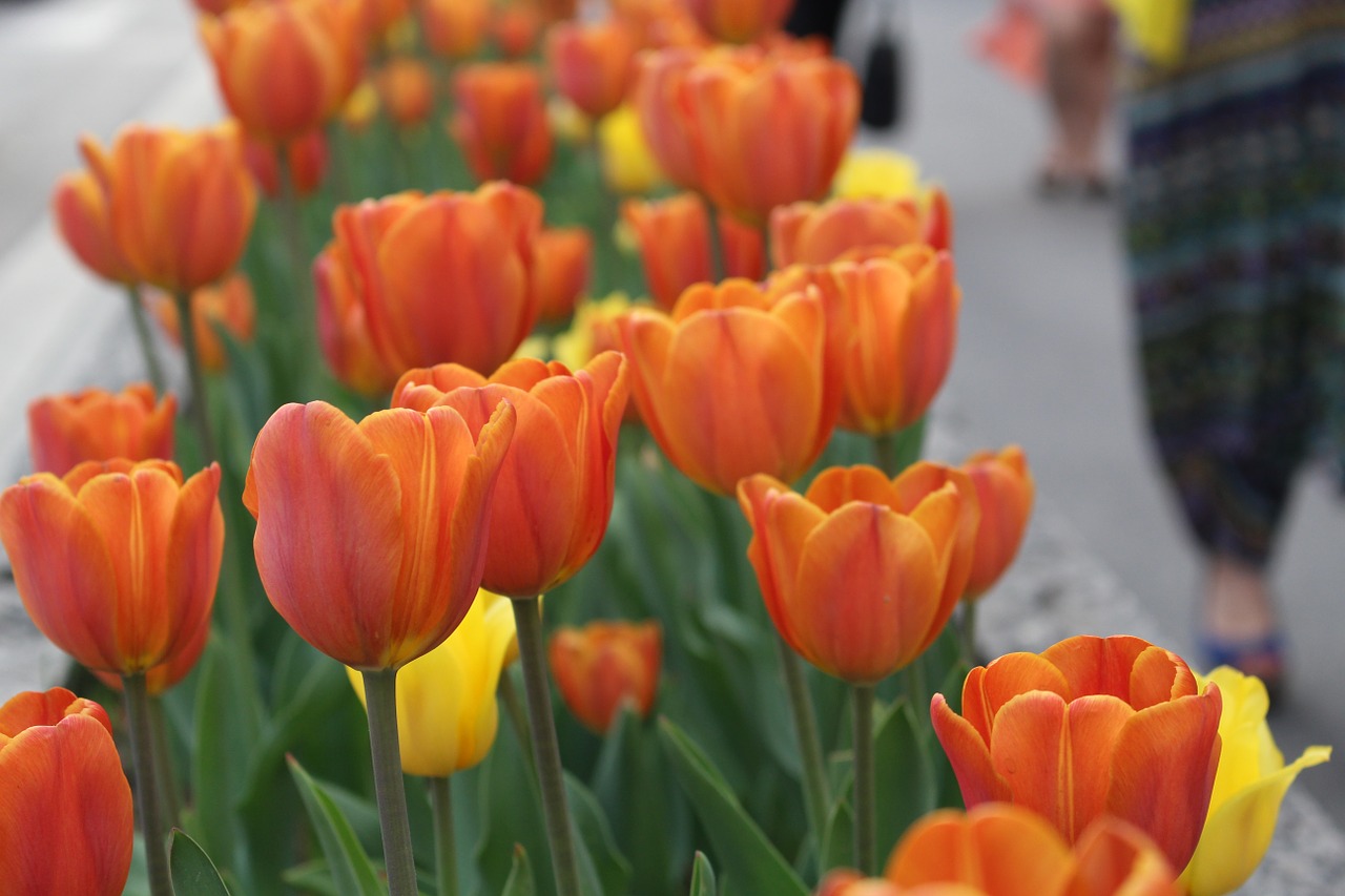 tulips flower holiday free photo