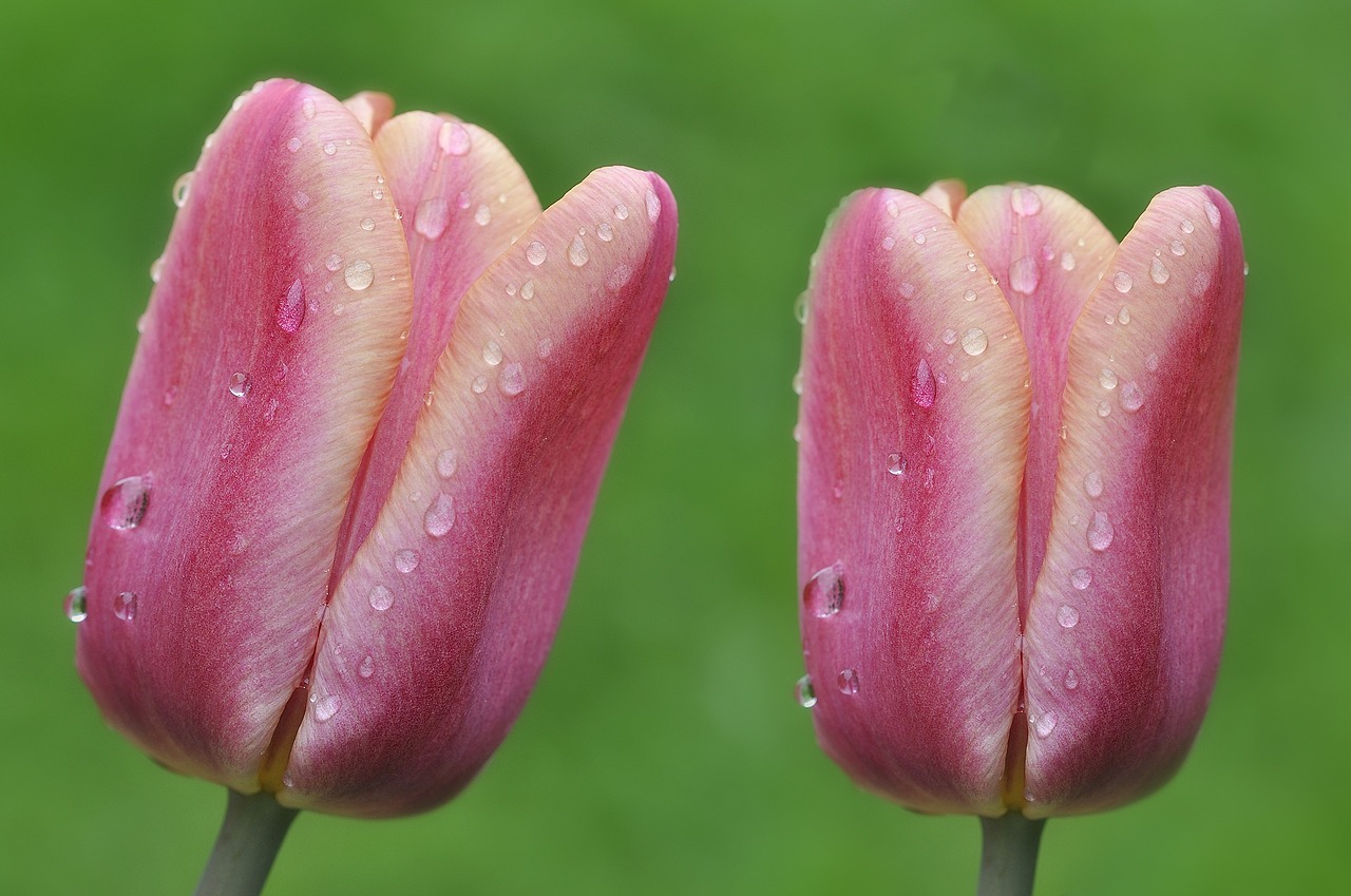 tulips flowers wet free photo