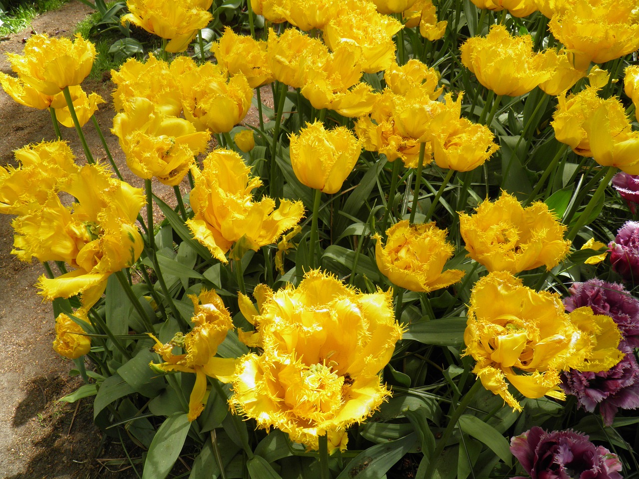 tulips yellow garden free photo