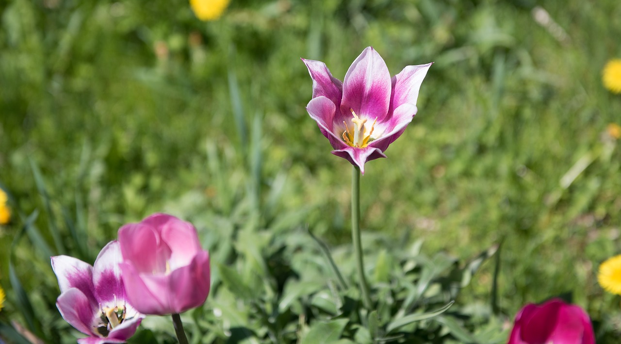 tulips flower garden free photo