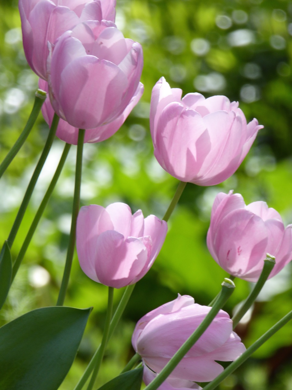 tulips purple spring free photo