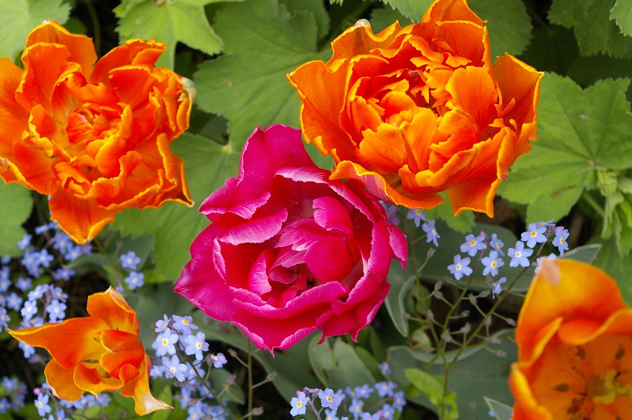 tulips flower spring free photo