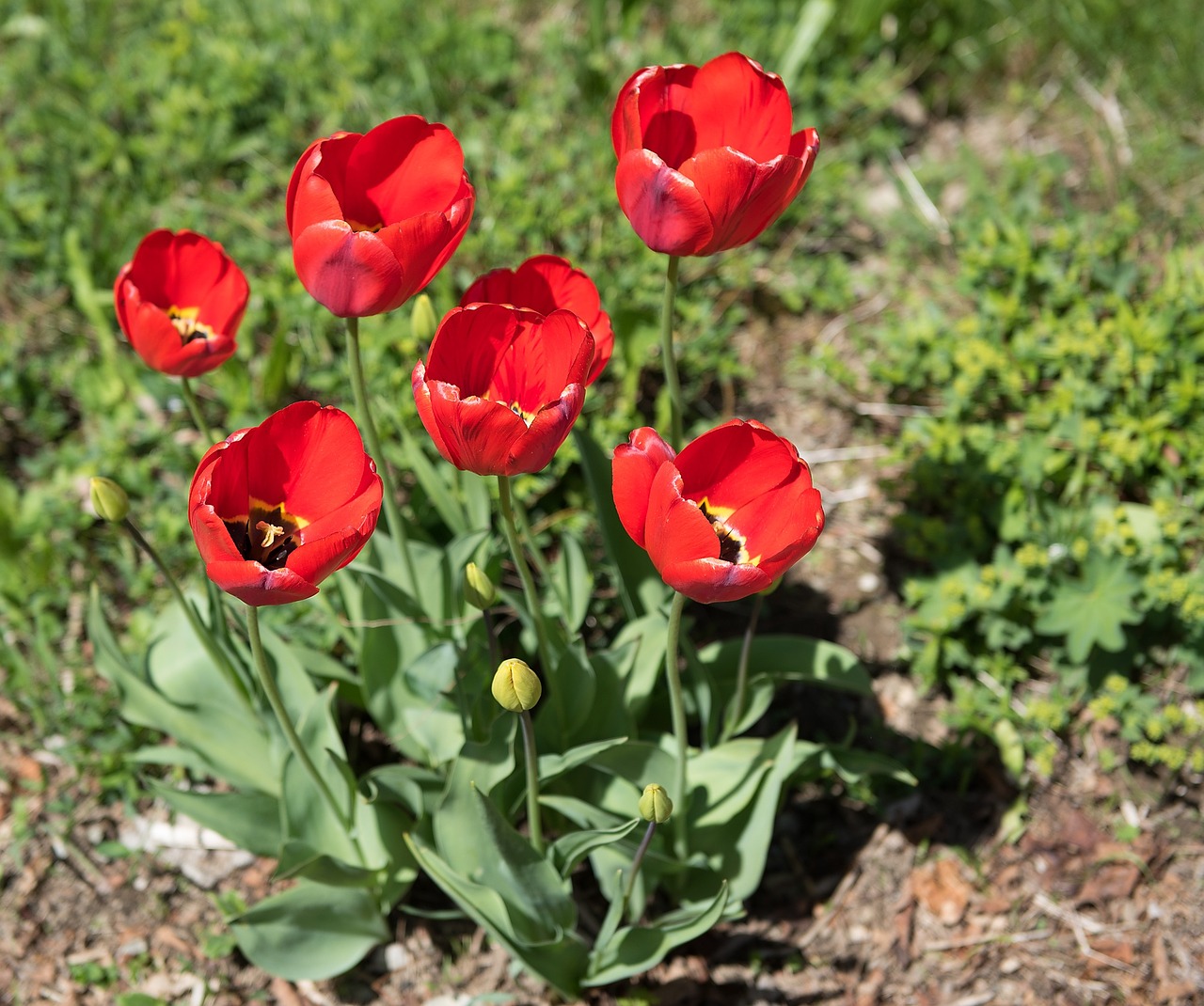 tulips flowers red free photo