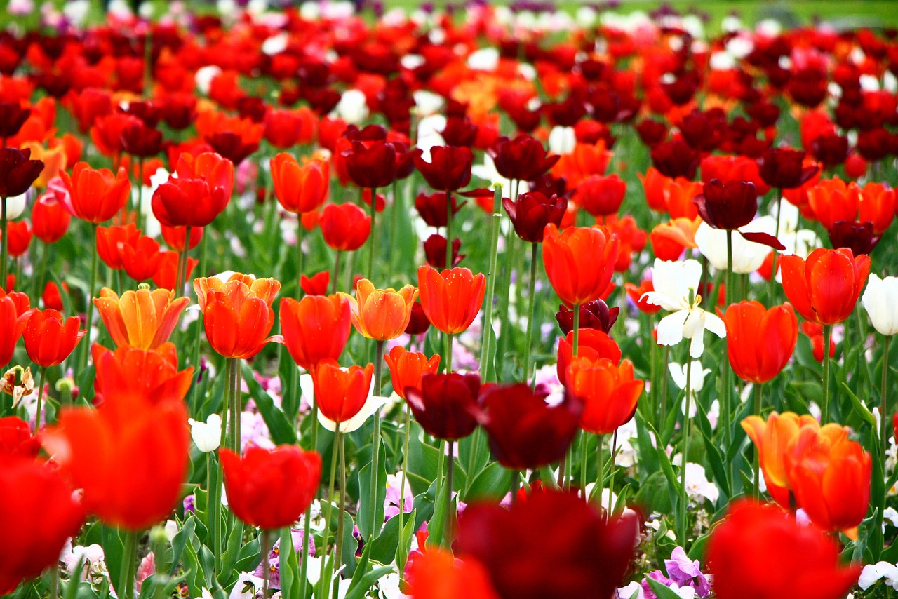 tulips flowers bloom free photo