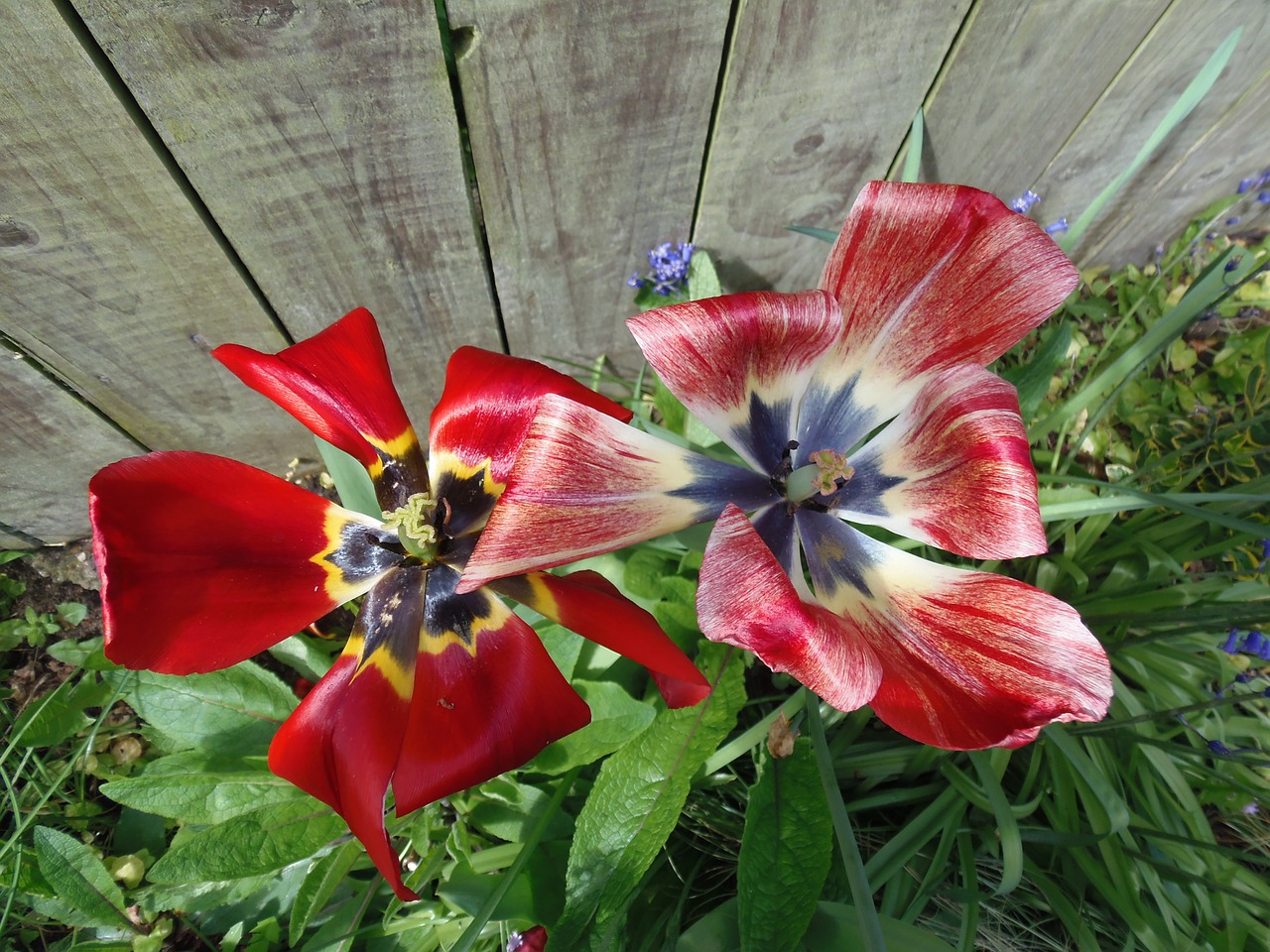 tulips nature red free photo