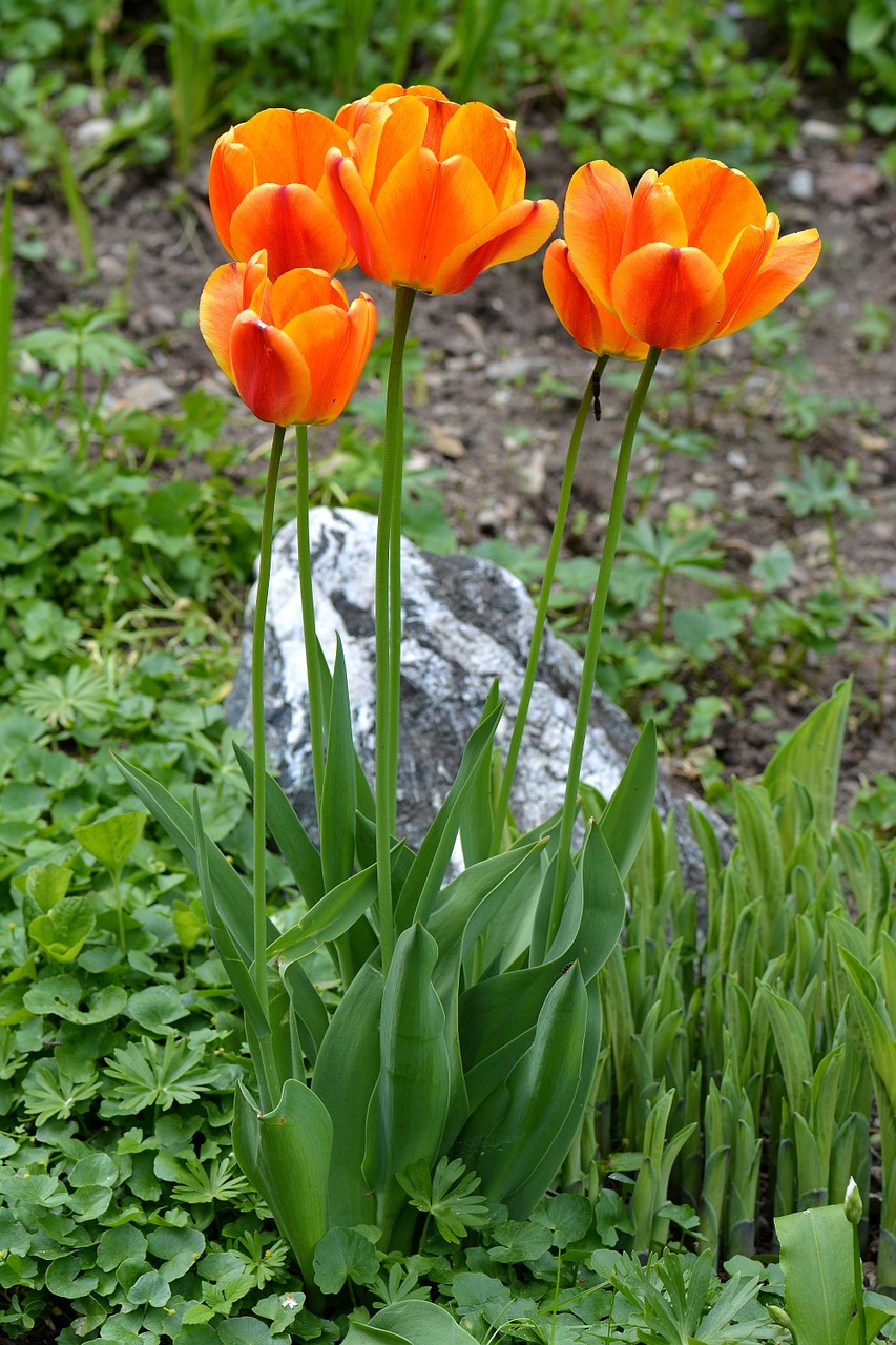 tulips flowers orange free photo