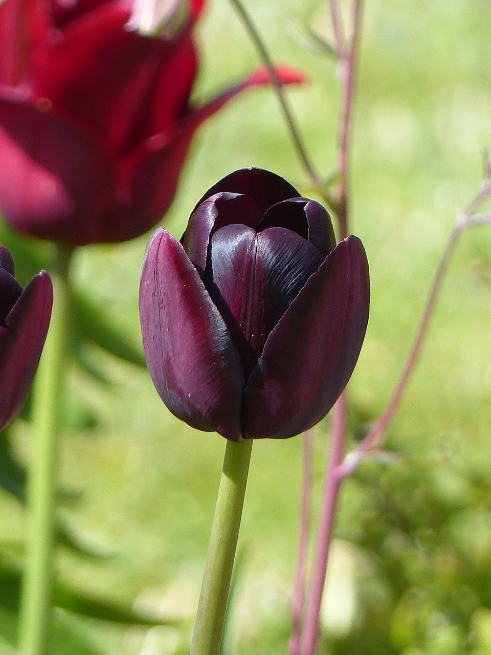 tulips garden colors free photo