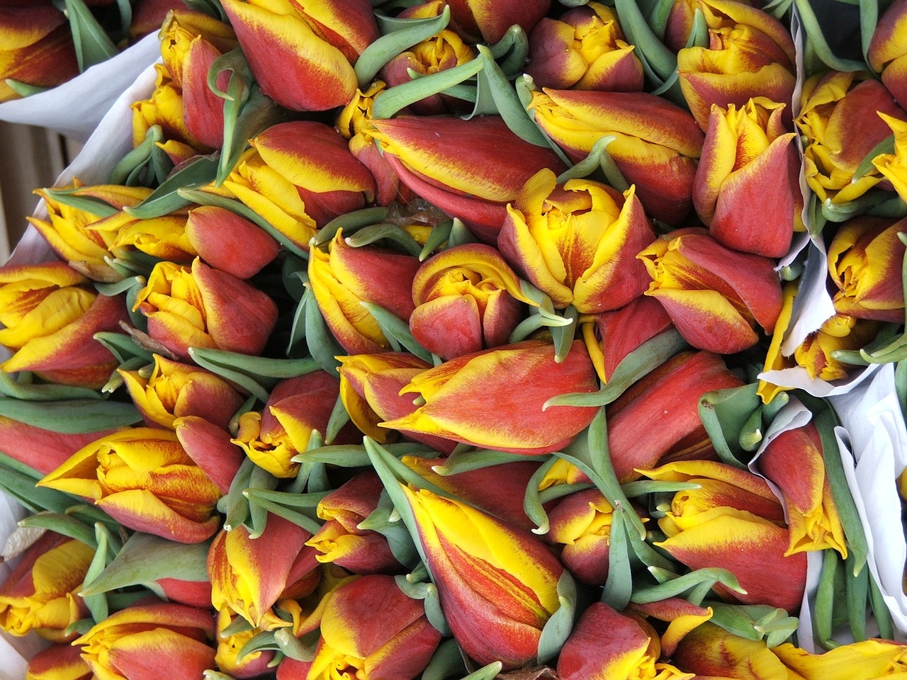 tulips market floral free photo