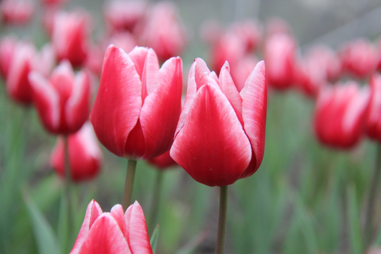 tulips sea of flowers flowers free photo