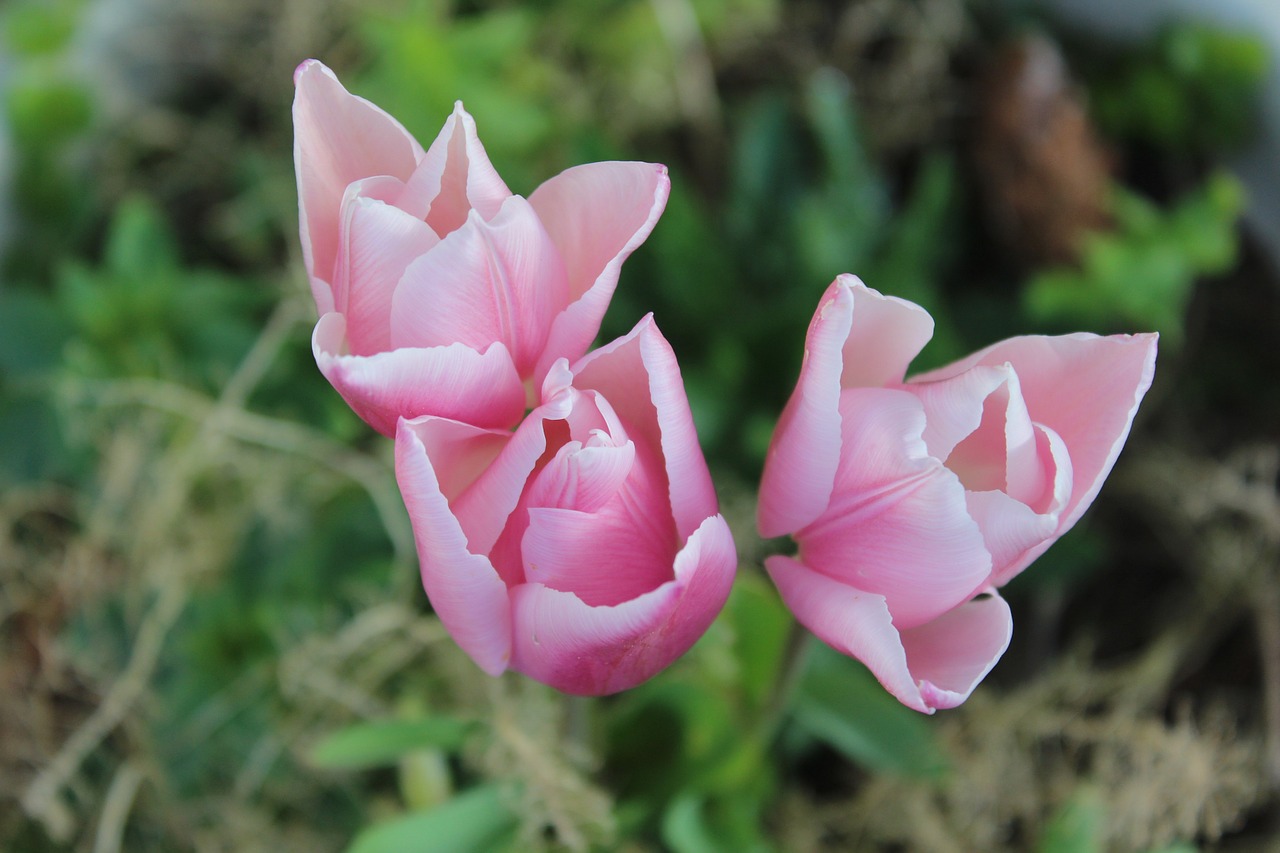 tulips pink spring free photo