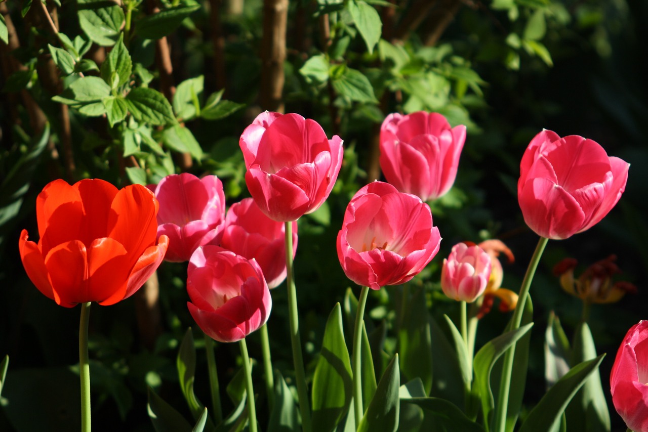 tulips garden spring free photo