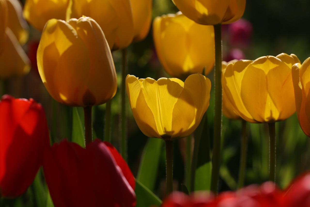 tulips garden spring free photo