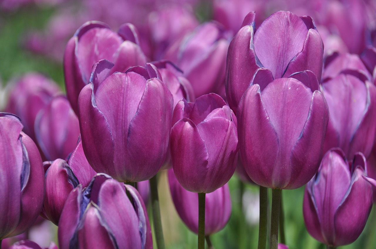 tulips tulip farm flower free photo