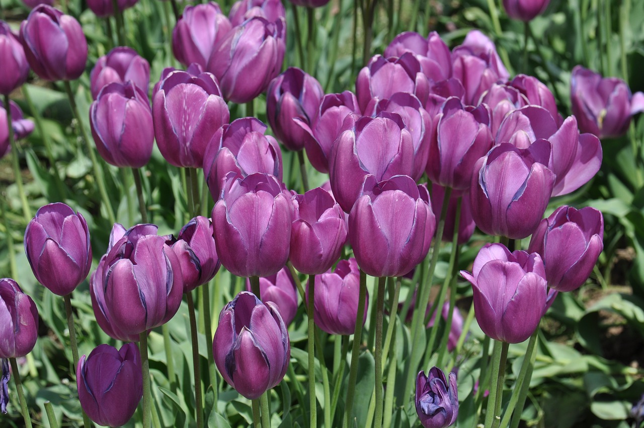 tulips tulip farm flowers free photo