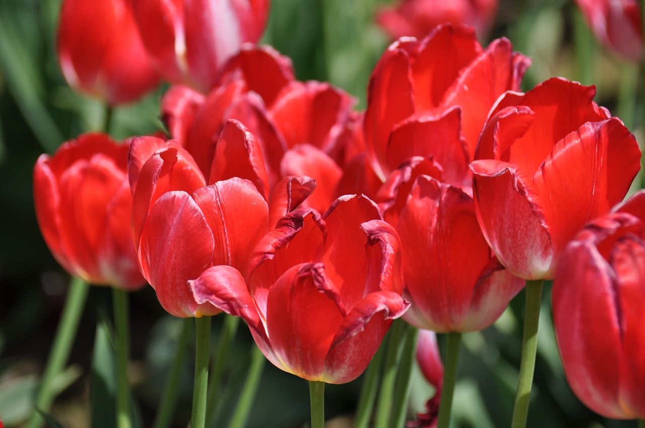 tulips tulip farm flowers free photo