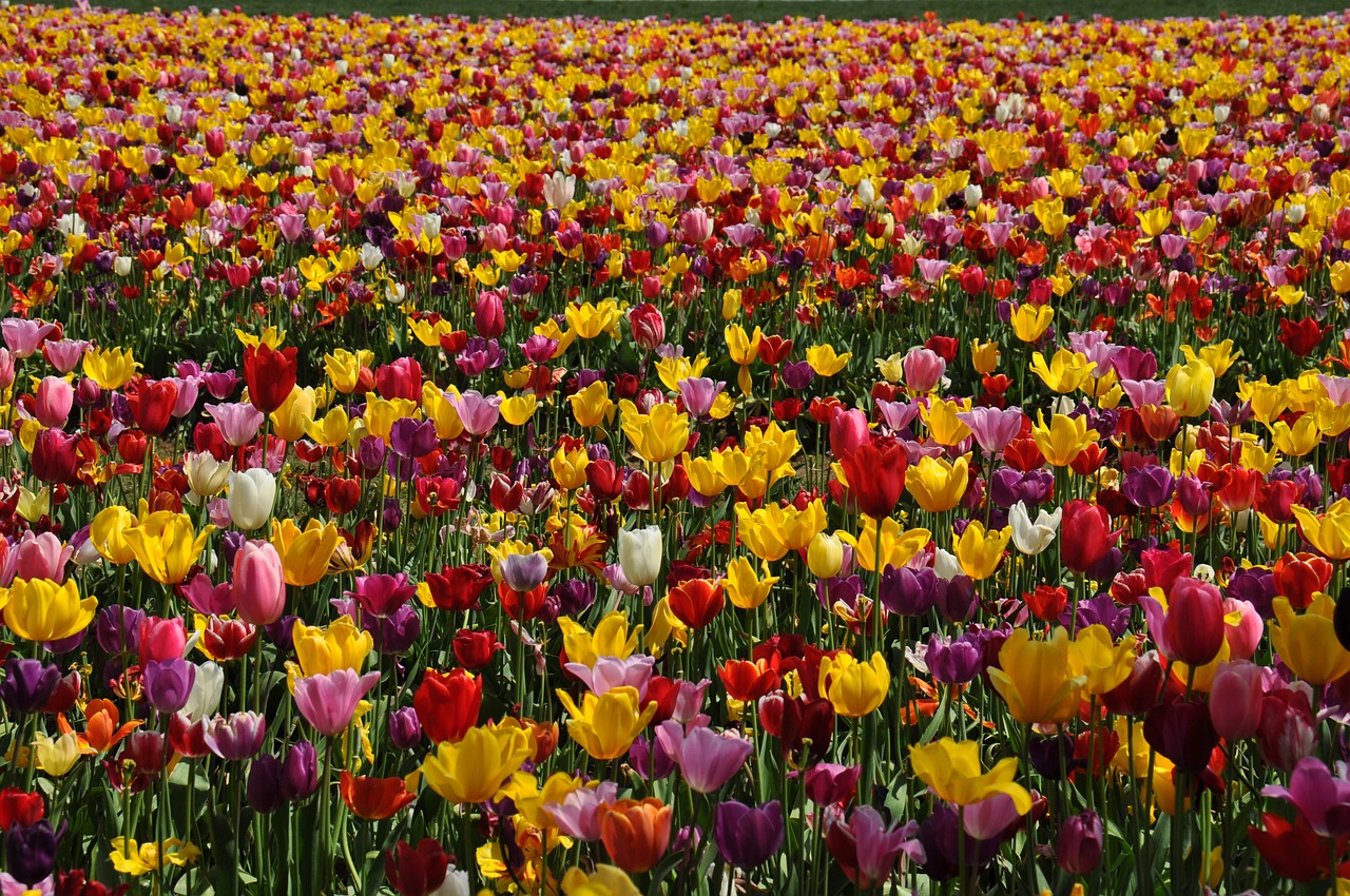 tulips tulip field flower free photo