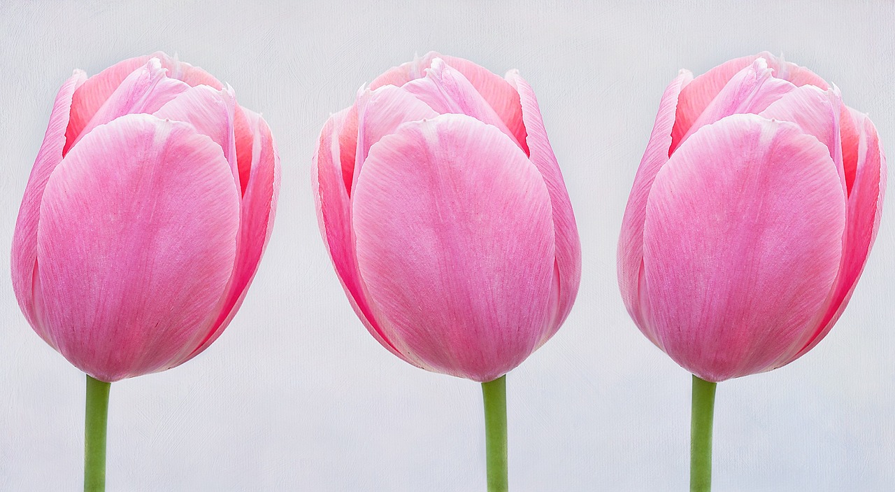 tulips pink flowers free photo