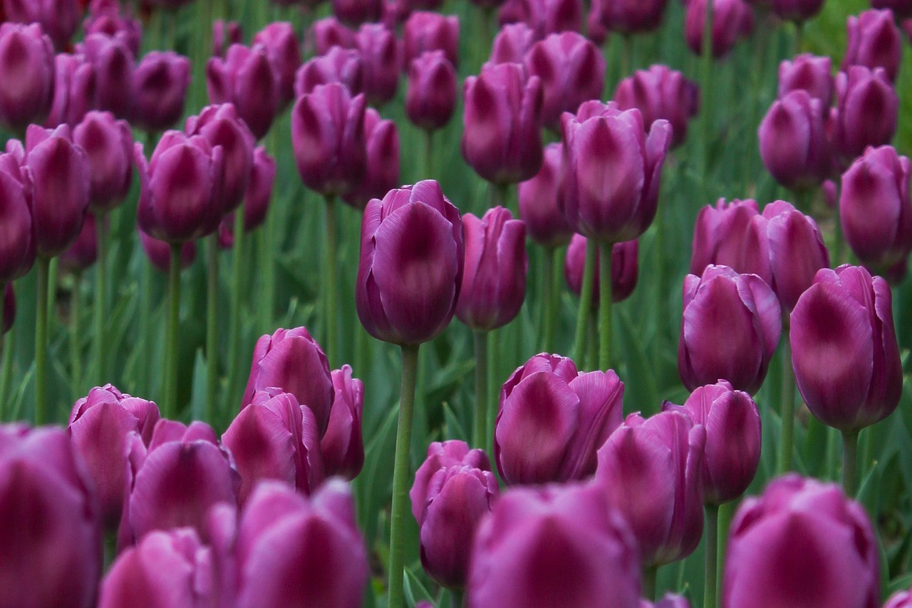 tulips grass flowers free photo