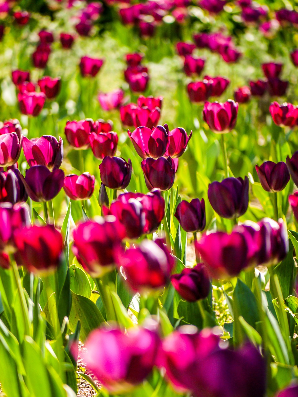 tulips flowers spring free photo