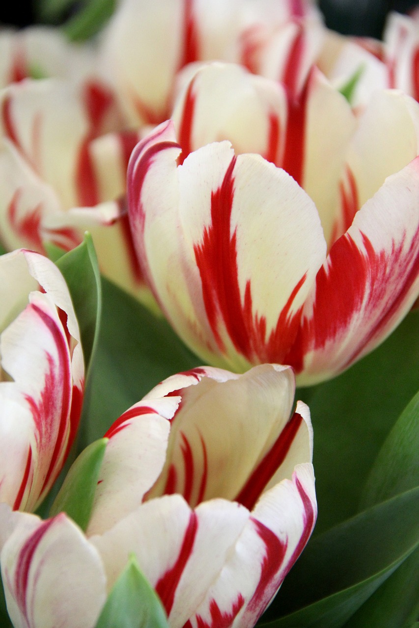 tulips red spring free photo