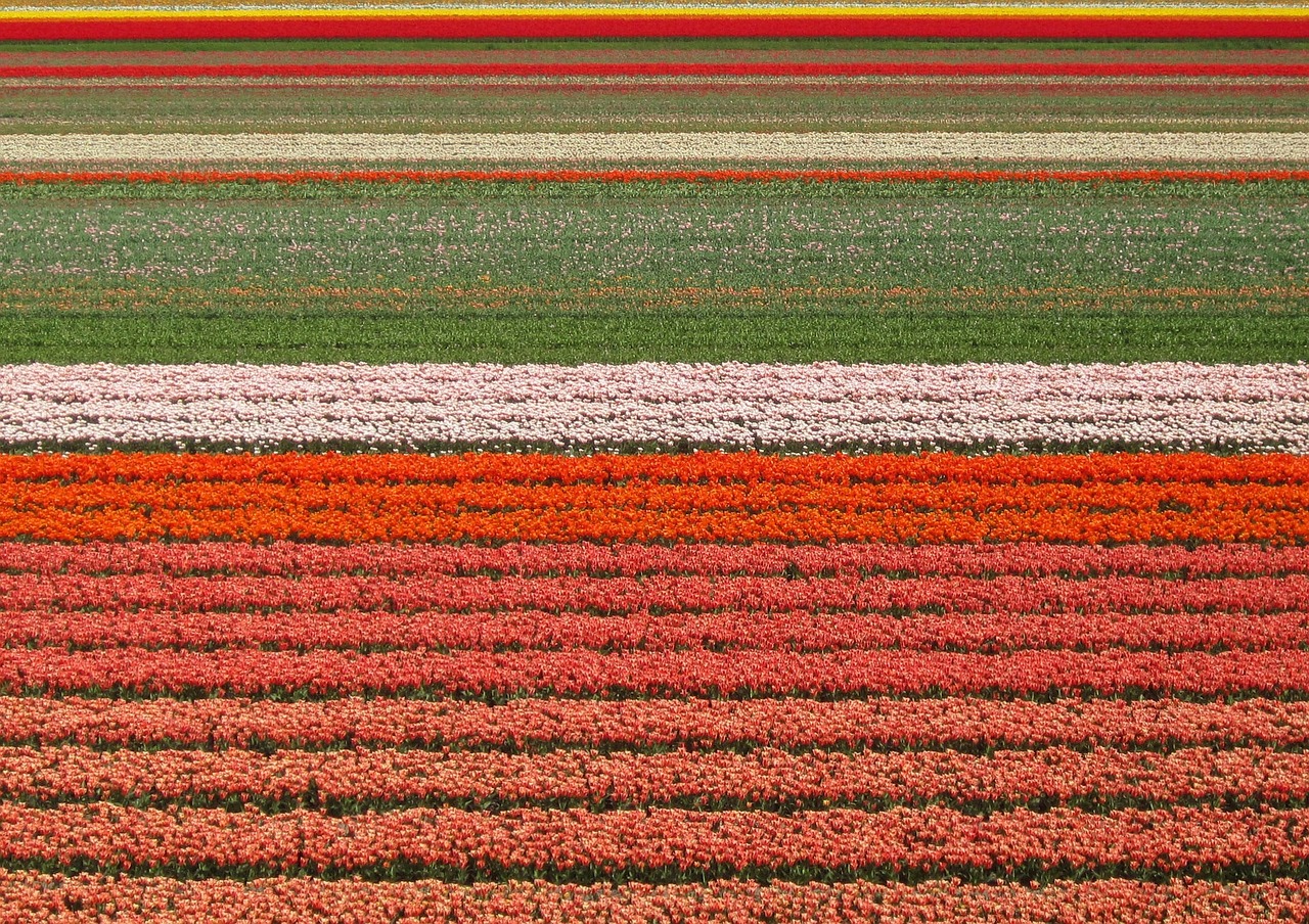 tulips fields flowers free photo
