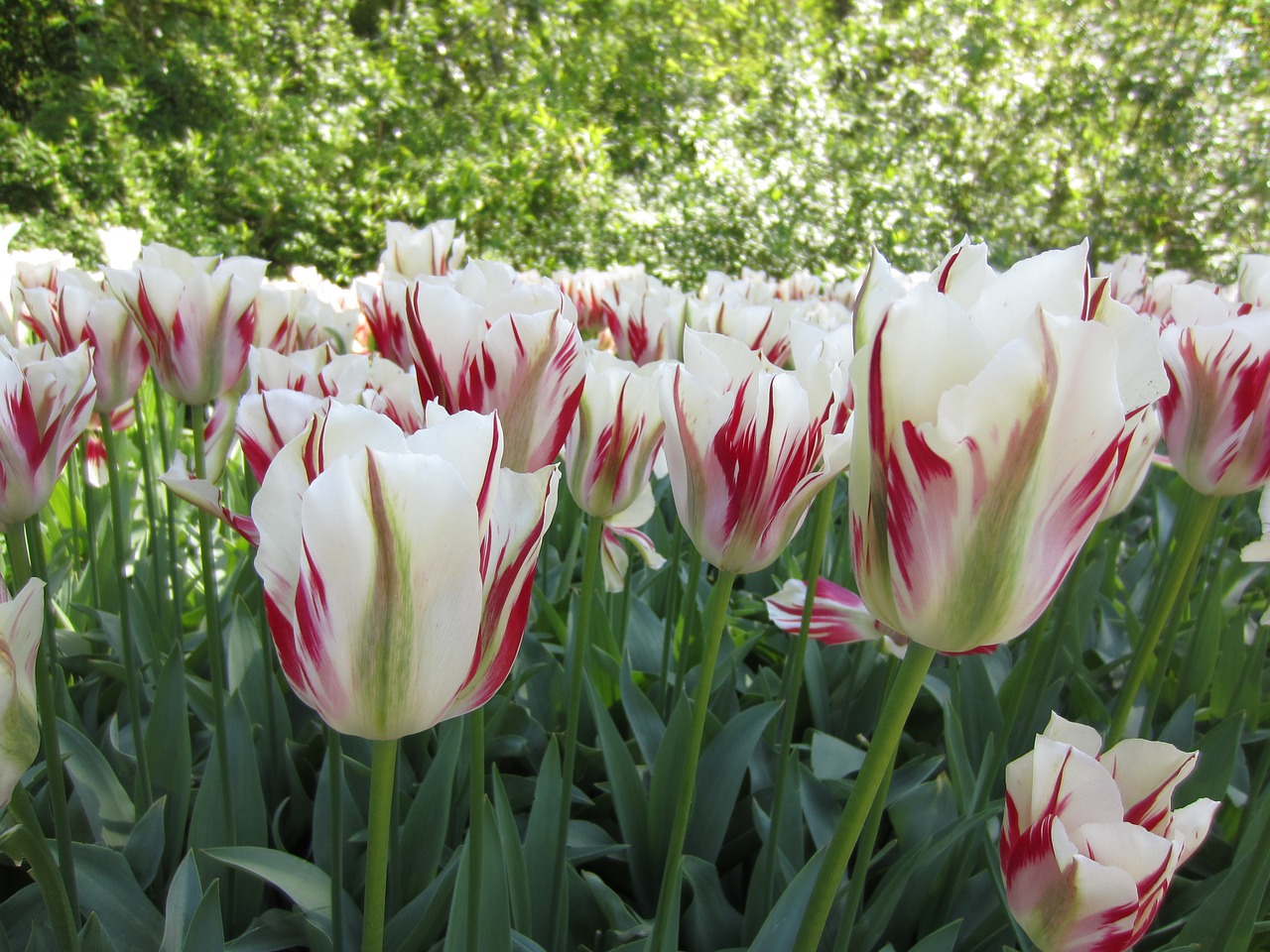 tulips flower floral free photo