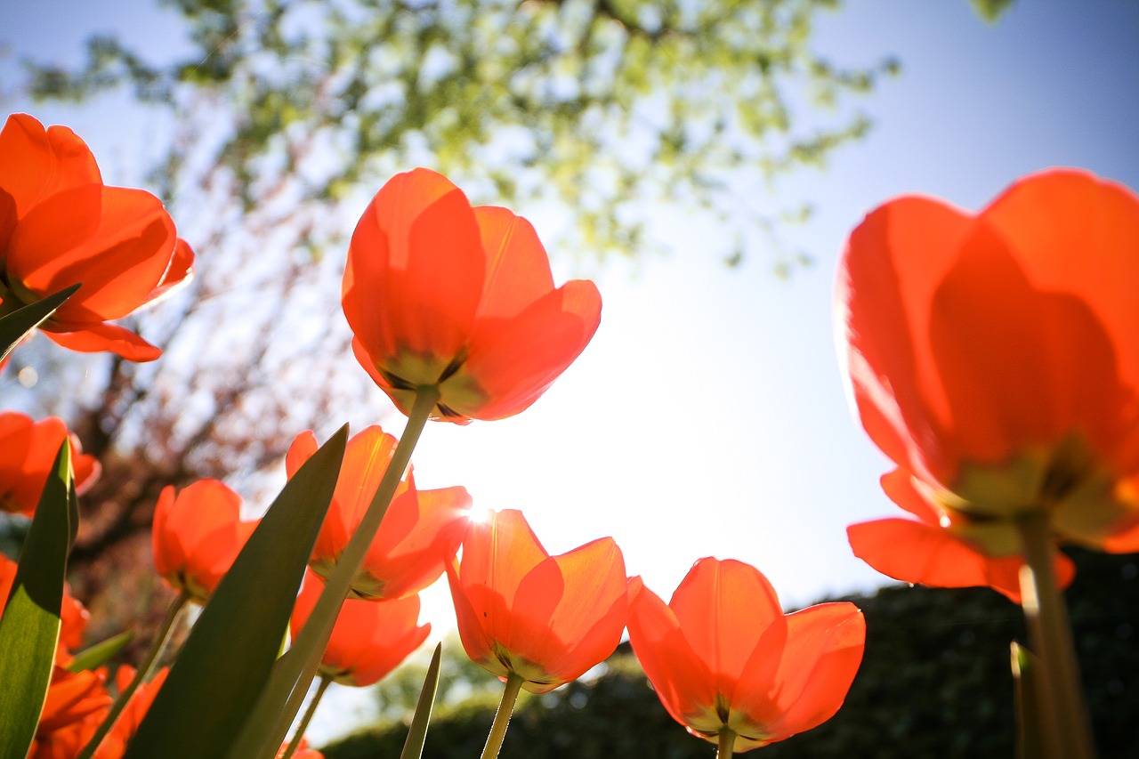 tulips floral flowers free photo