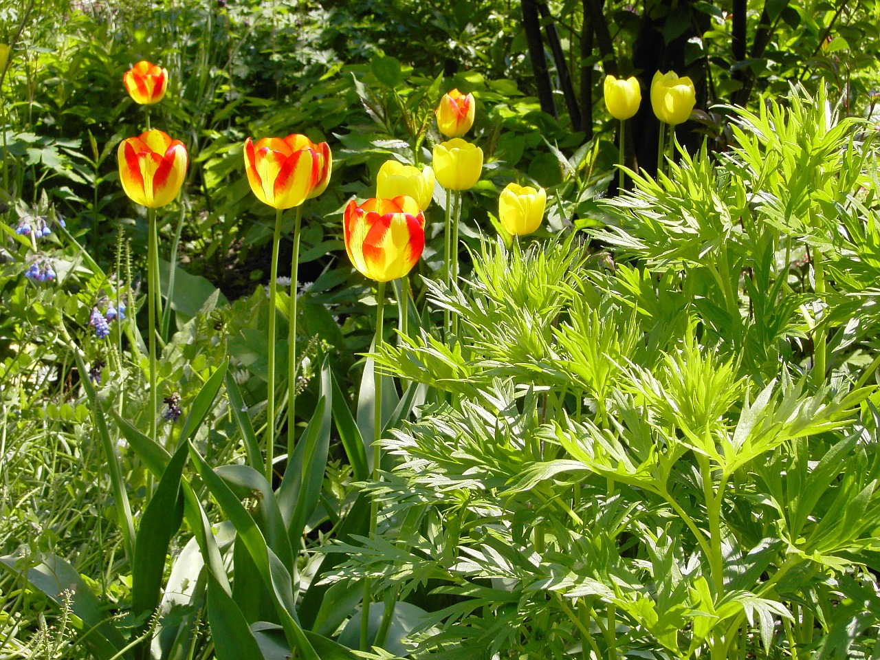 tulips garden flowers free photo