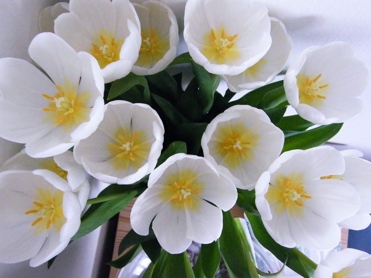 tulips flower vase free photo