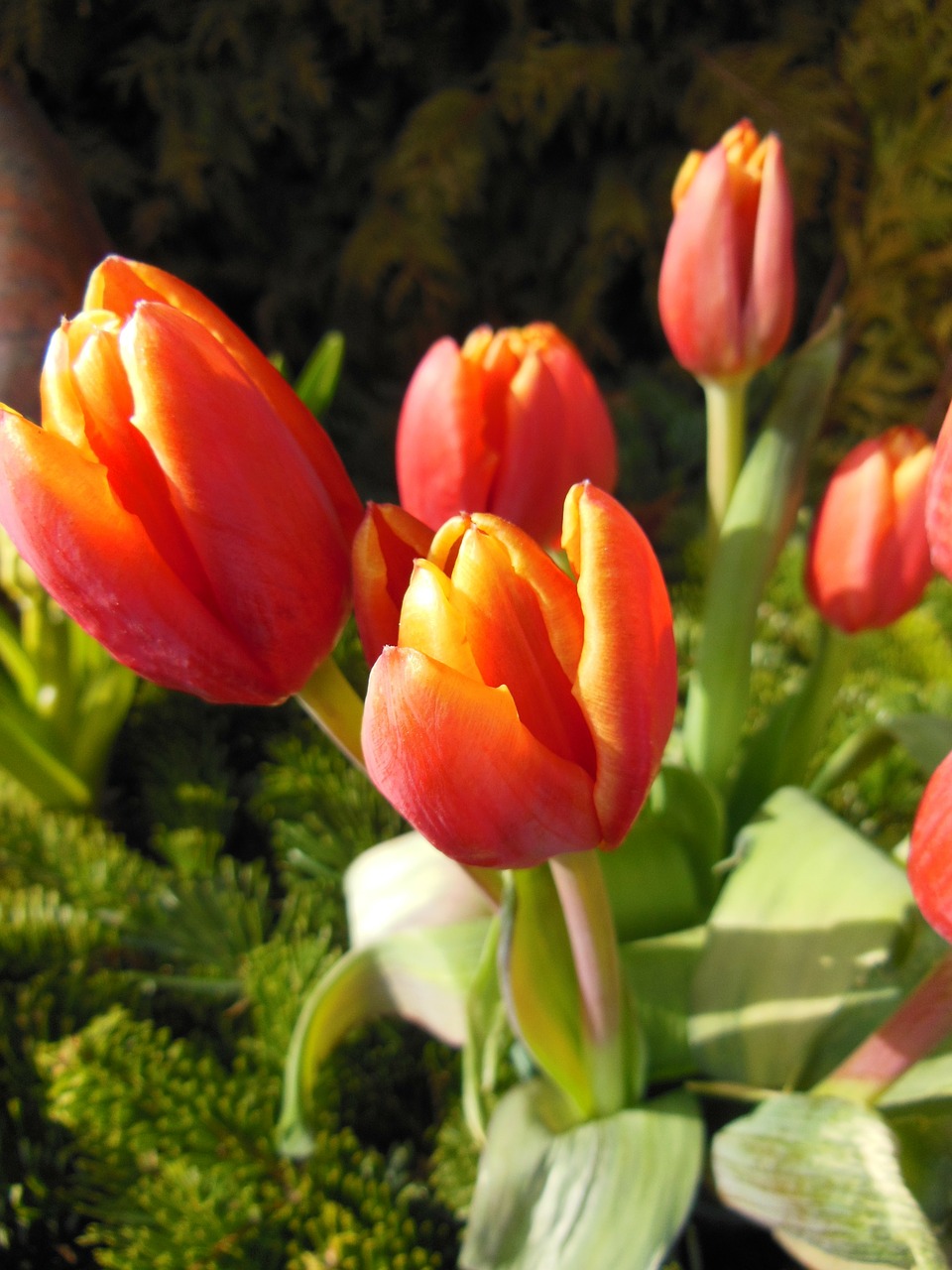 tulips orange red free photo