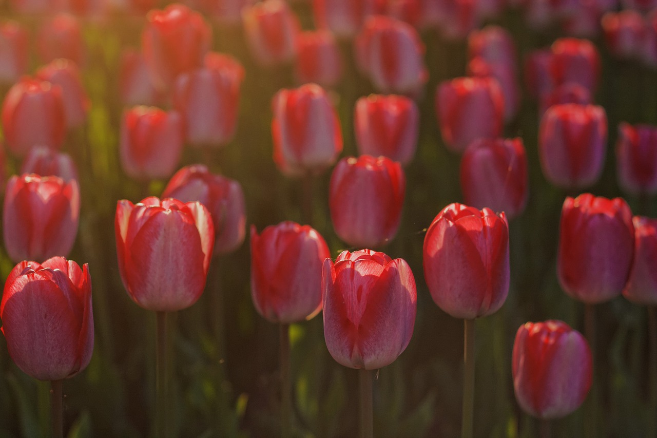 tulips flowers red free photo