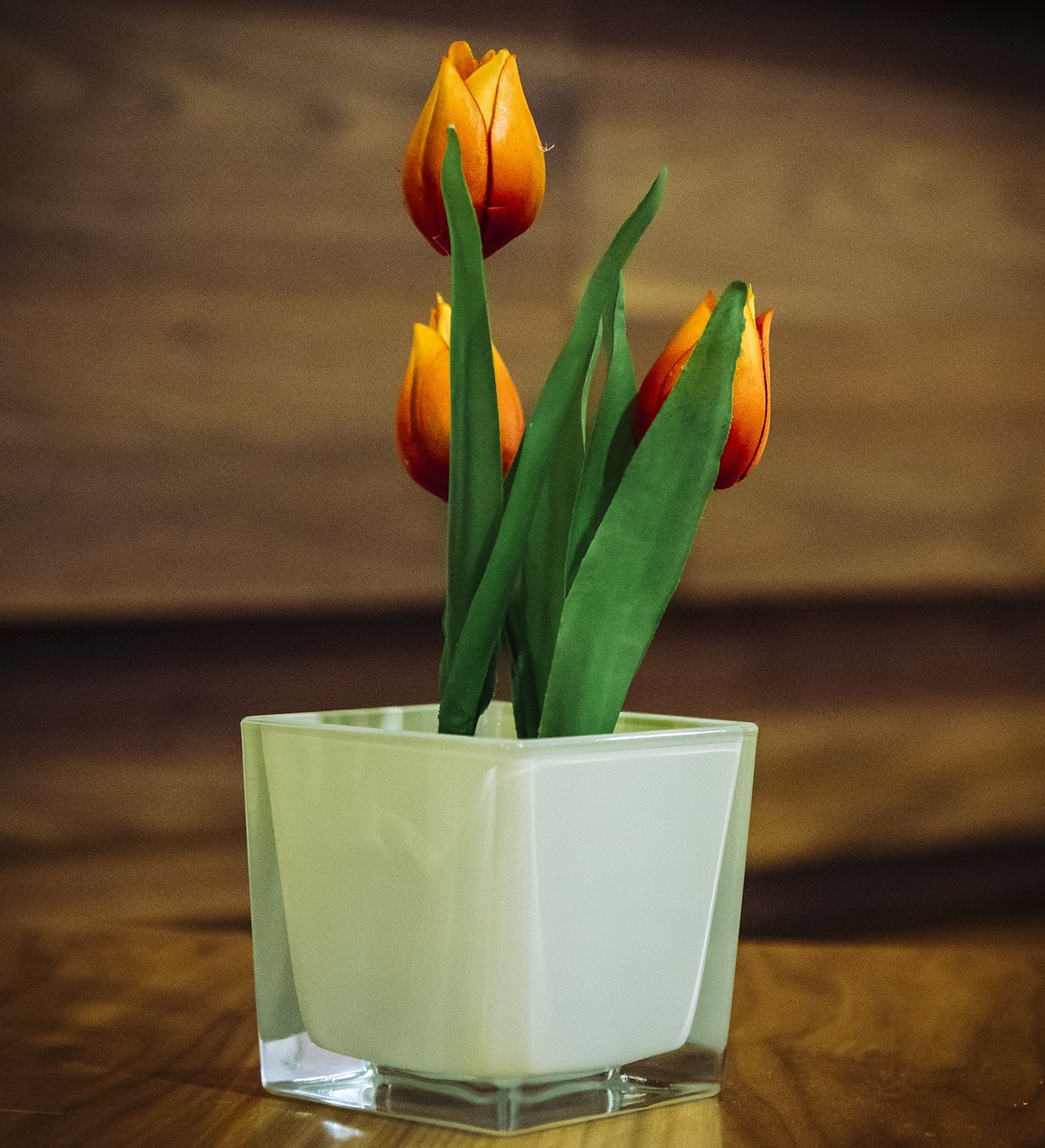 tulips flowers potted free photo