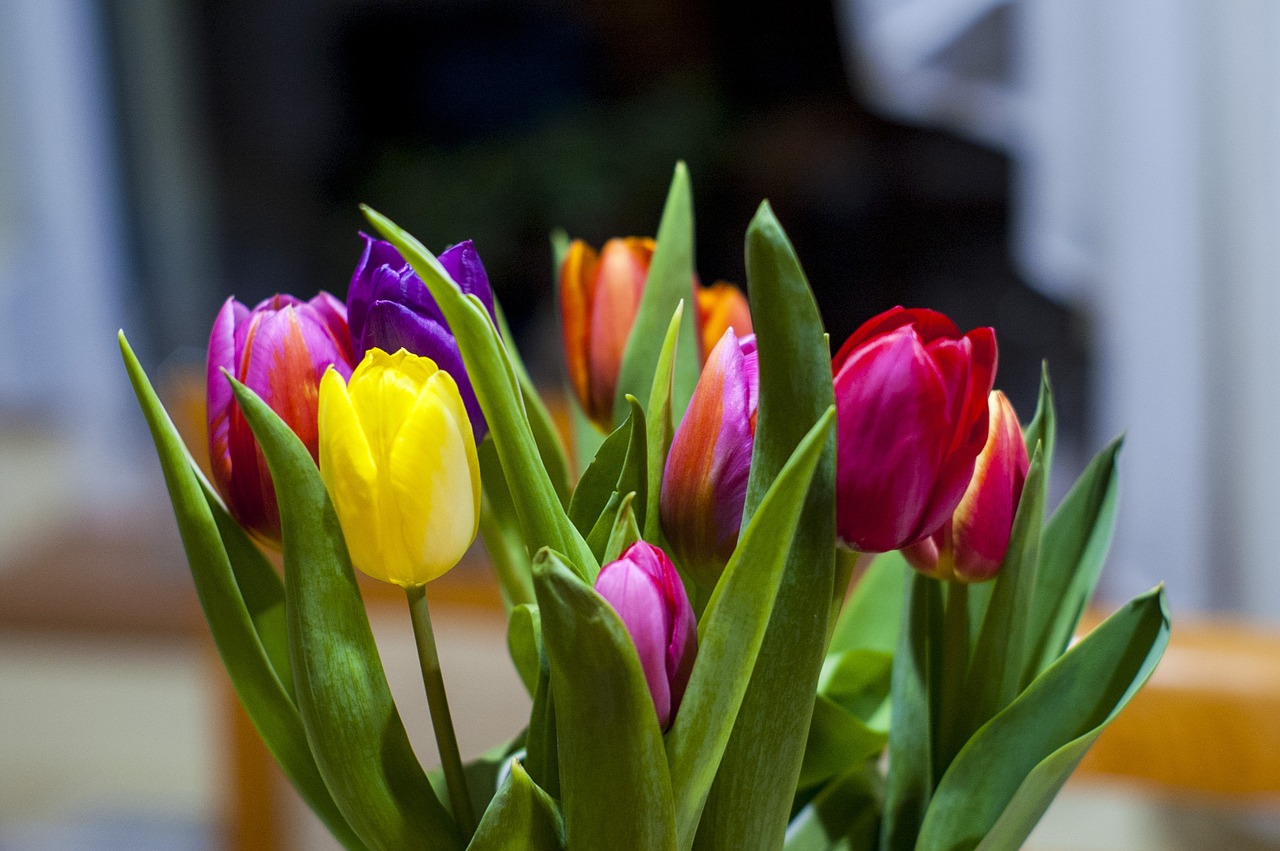 tulips flowers floral free photo