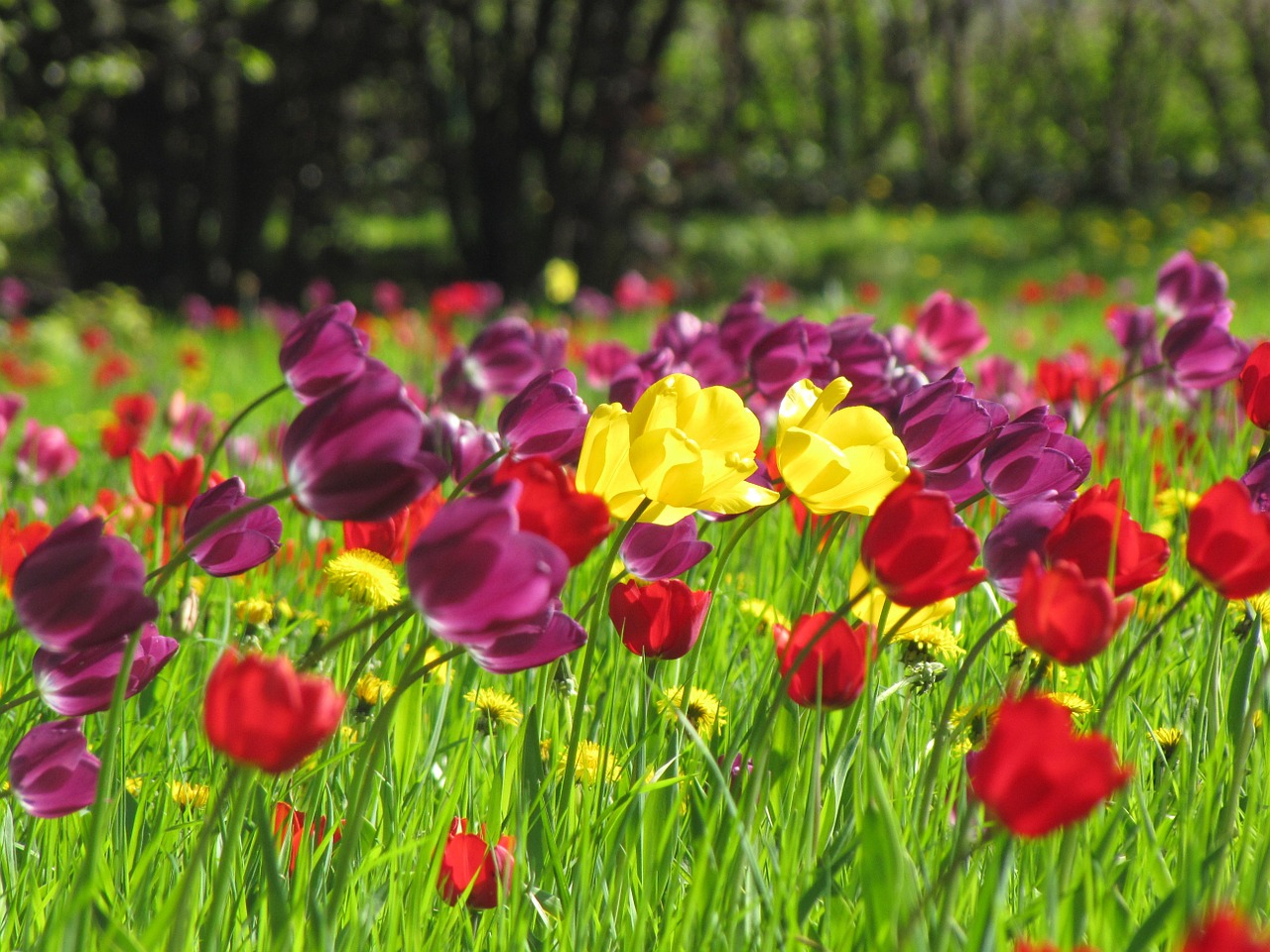 tulips spring meadow free photo