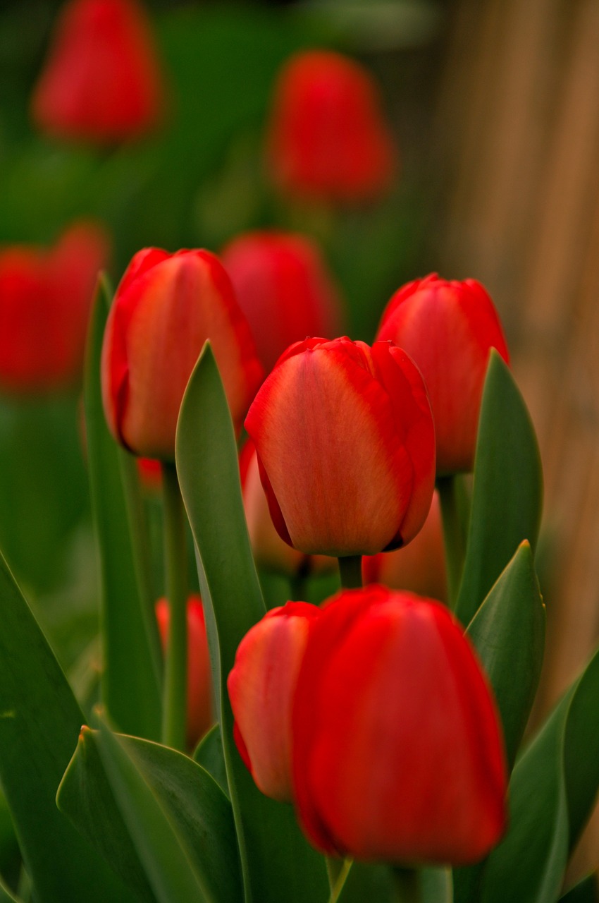 tulips red green free photo