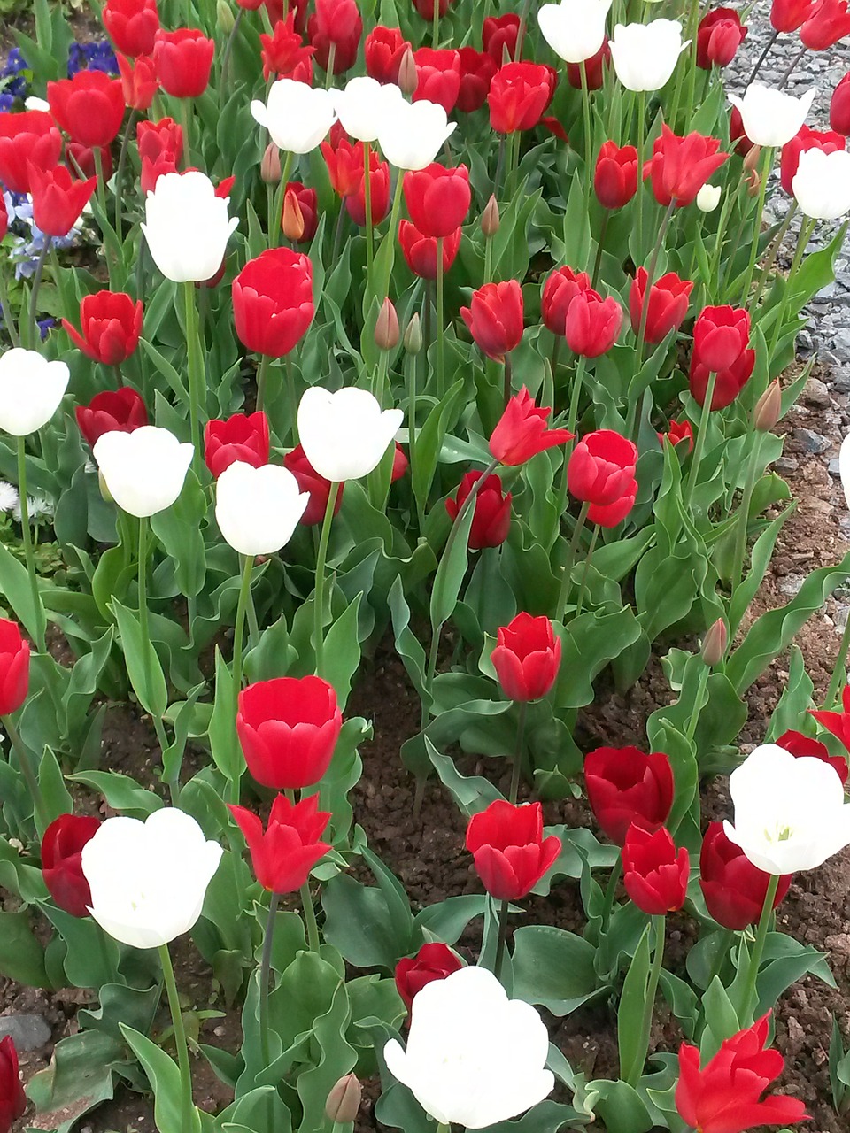 tulips nature tulip field free photo