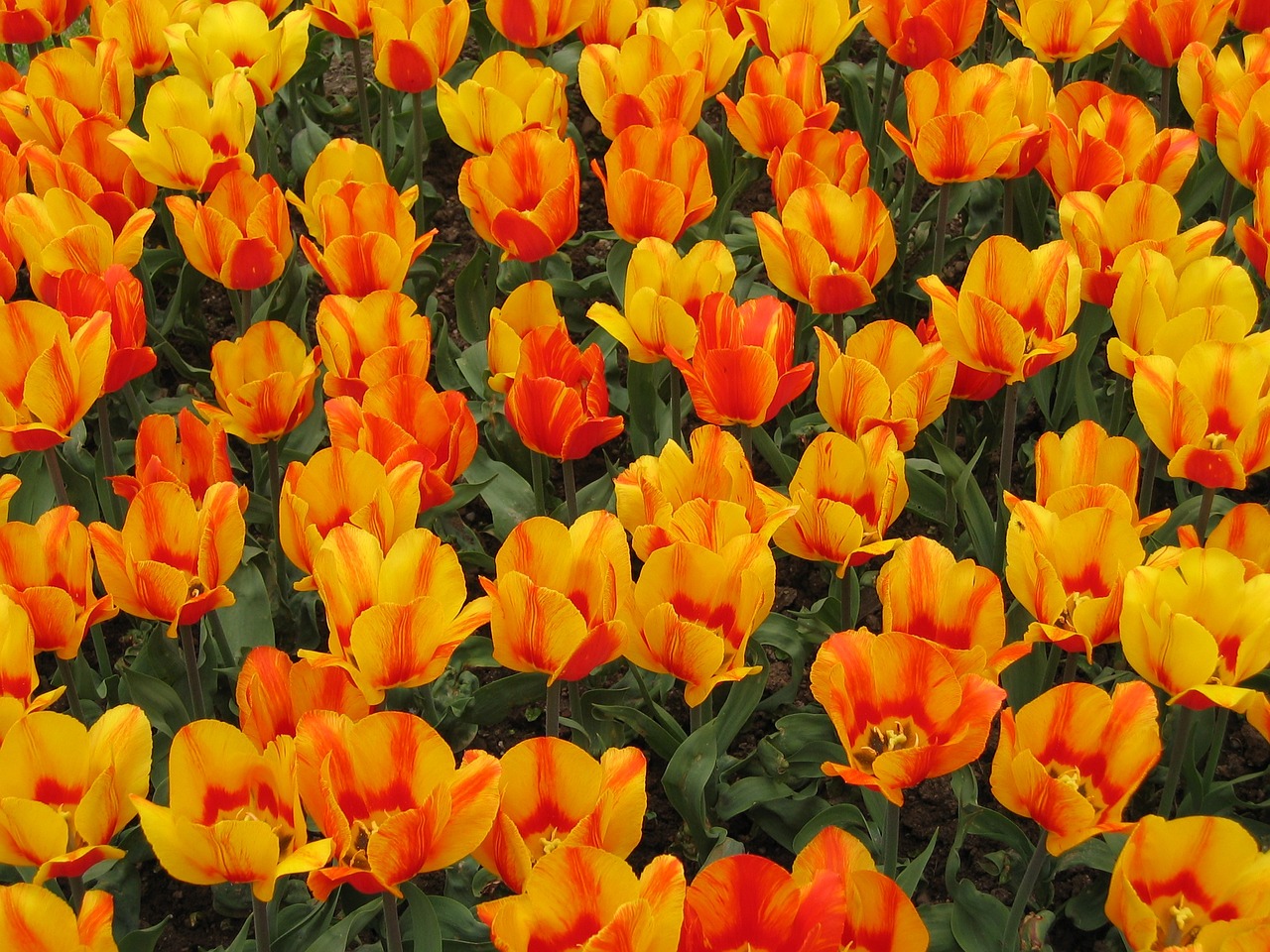 tulips colors flowers free photo