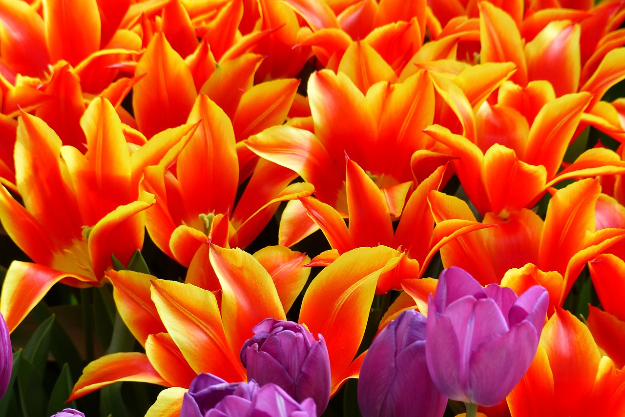 tulips red yellow border free photo