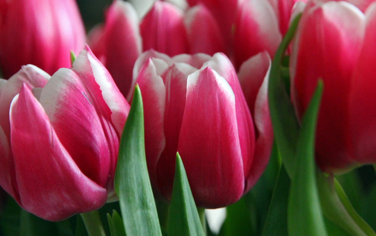 tulips red green free photo